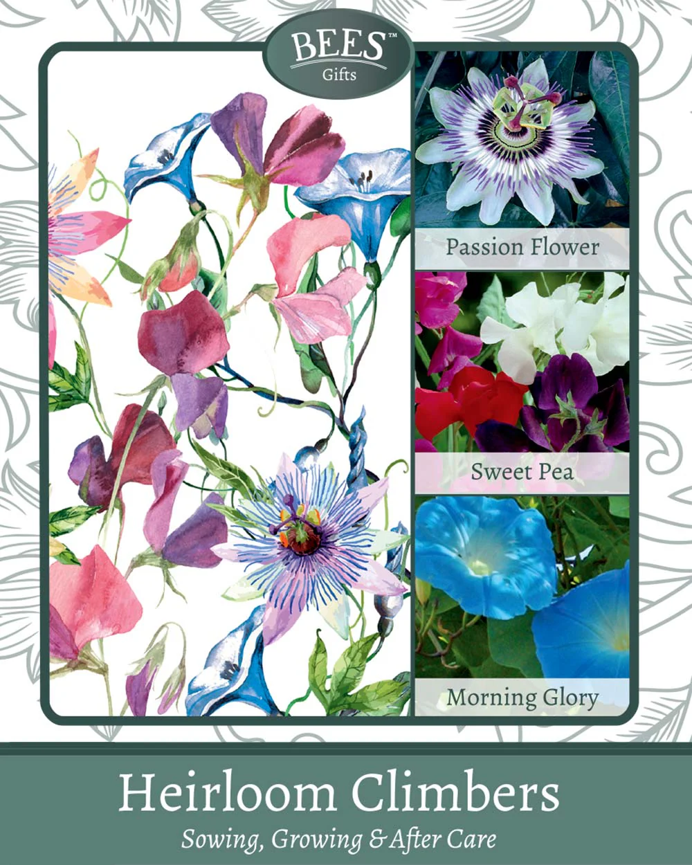 Grow Your Own Climbing Flower Gift Set - Image 2