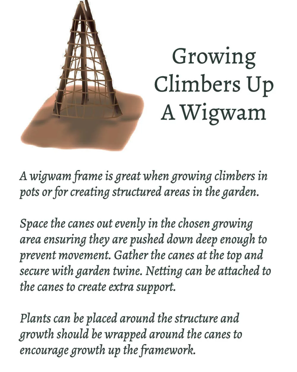 Grow Your Own Climbing Flower Gift Set - Image 4