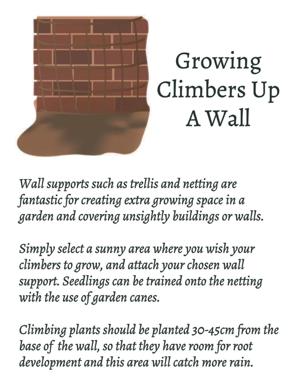 Grow Your Own Climbing Flower Gift Set - Image 5