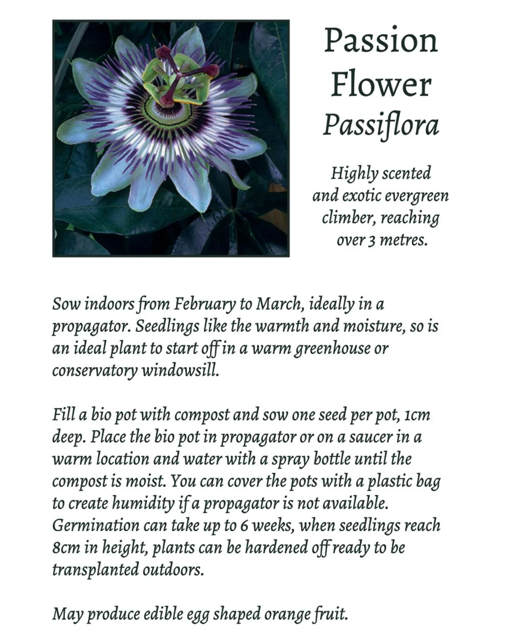 Grow Your Own Climbing Flower Gift Set - Image 6